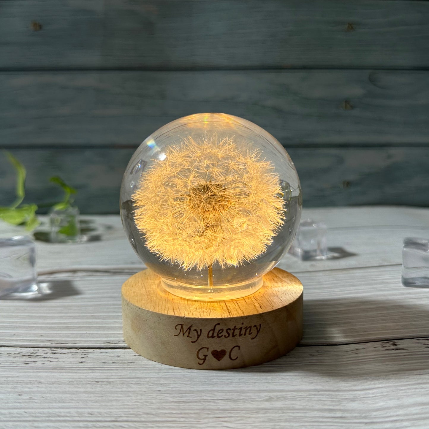 Real Dandelion Night Light