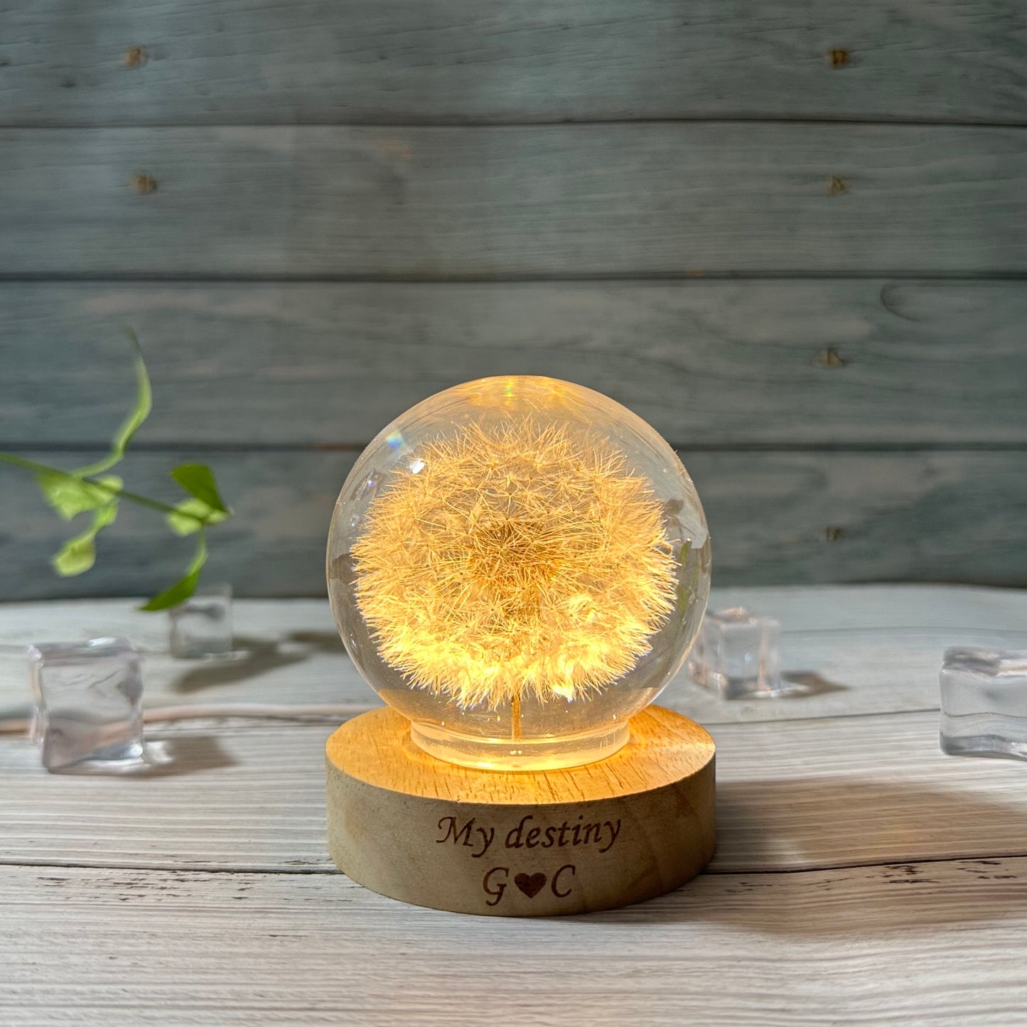 Real Dandelion Night Light